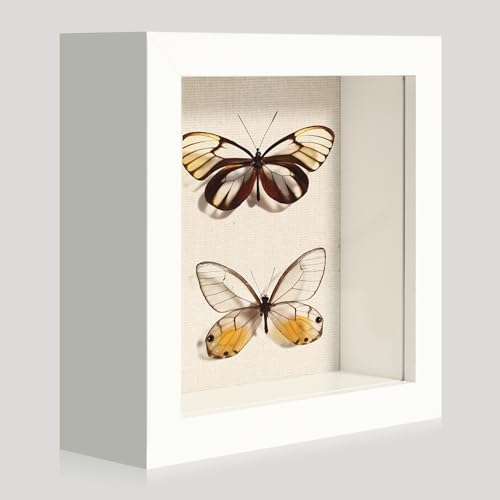 5x5 Small Shadow Box Picture Frame Display Case with Soft Linen Back, White Wooden Memory Shadow Box Frame with Tempered Glass Cover for Wall or Tabletop Display - color: White, size: 5x5