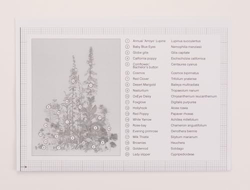 Thea Gouverneur - Counted Cross Stitch Kit - American Wildflowers - Aida - 16 Count - Embroidery Kits for Adults - Crafts - DMC Embroidery Threads and Other Cross Stitch Supplies Included - 554A - color: 554A Aida