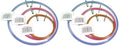Frank A. Edmunds Assortment, 3.5-inch, 5-inch and 7-inch Spring Tension Embroidery Hoops,CNSTH-A3557, Set of 3 (Pack of 2) - size: CNSTH-A3557 (Pack of 2)