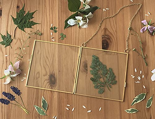 Glass Frame for Pressed Flowers, Leaf and Artwork - Hanging Gold 8x8 Square Metal Picture Frames, Clear Double Glass Floating Frame, Wall Decor Photo Display, Set of 2 Flower Press Frames with Chain - color: Gold, size: 8x8