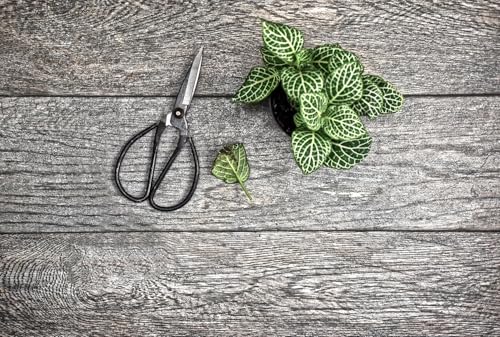 SE 8" Chinese Scissors - SC611-75B - size: 8-Inch