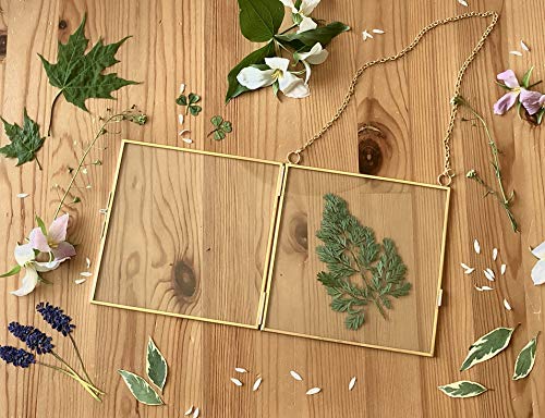 Glass Frame for Pressed Flowers, Leaf and Artwork - Hanging Gold 6x6 Square Metal Picture Frames, Clear Double Glass Floating Frame, Wall Decor Photo Display, Set of 2 Flower Press Frames with Chain - color: Gold, size: 6x6